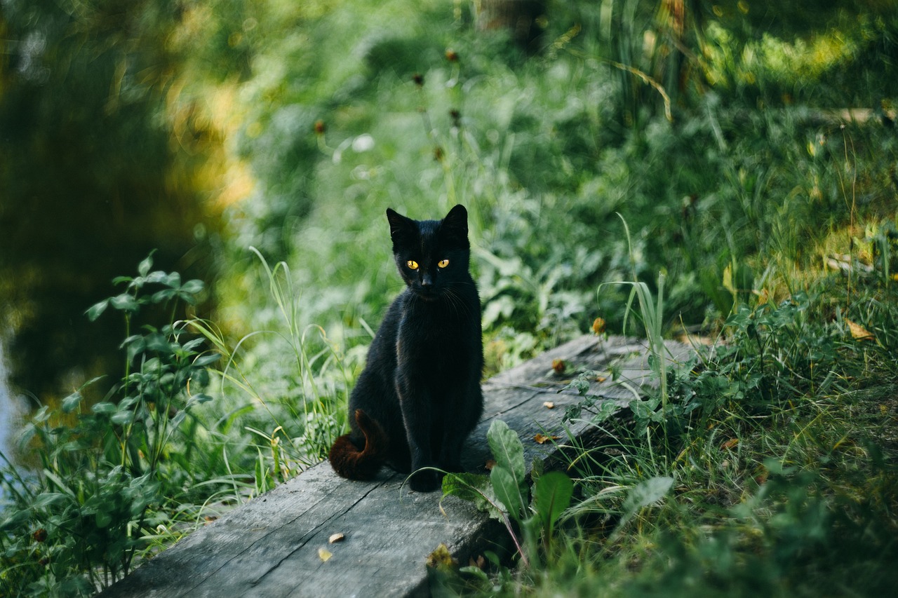 The Unique Features of the Abyssinian Cat